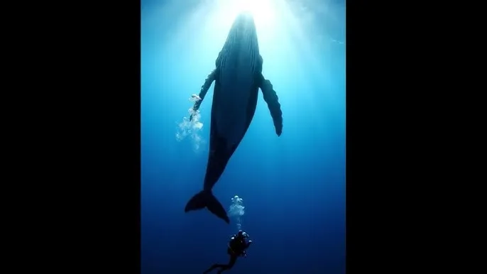 王者荣耀宝箱颜色 - 深蓝星球：探索海洋深处的未知世界